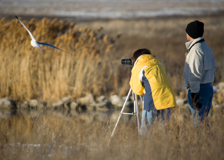 Birdwatching Destinations Beyond the Famous Parks