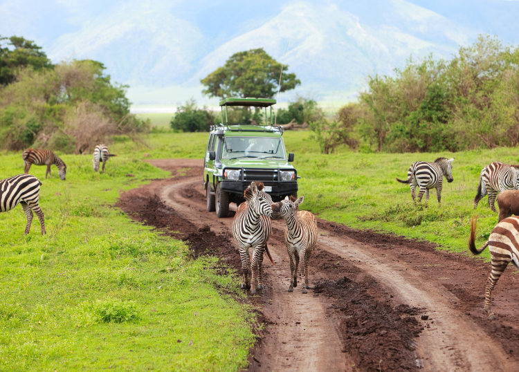Private Game Reserve vs National Park: Which Experience Is Right for You?