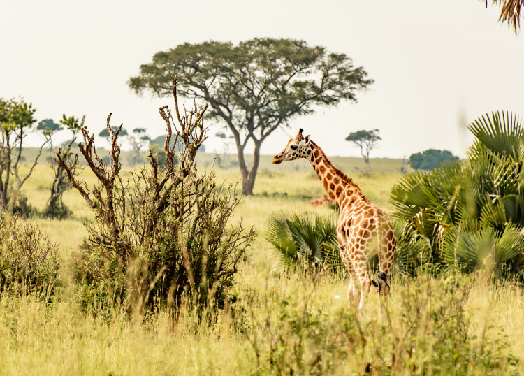Wildlife Experiences Children Never Forget