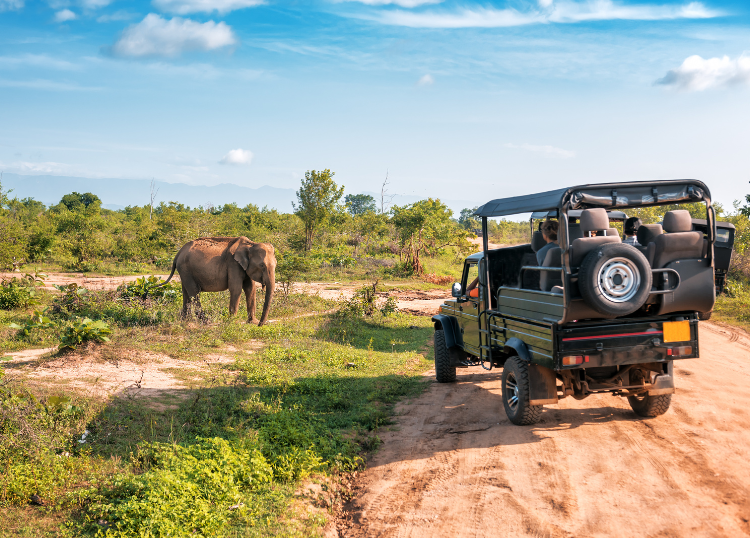 What Makes a South African Luxury Safari Truly World-Class?