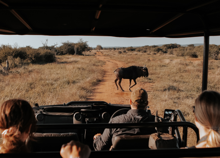 The Best Time of Year for Wildlife Photography in South Africa