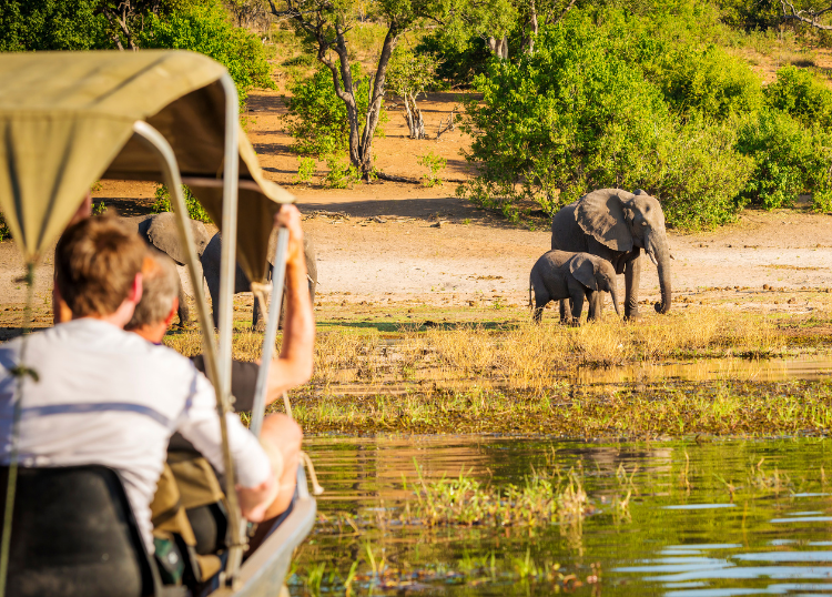 Ethical Wildlife Experiences Every Traveller Should Understand