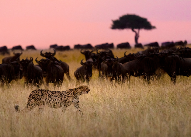 How to Choose an Ethical Wildlife Experience