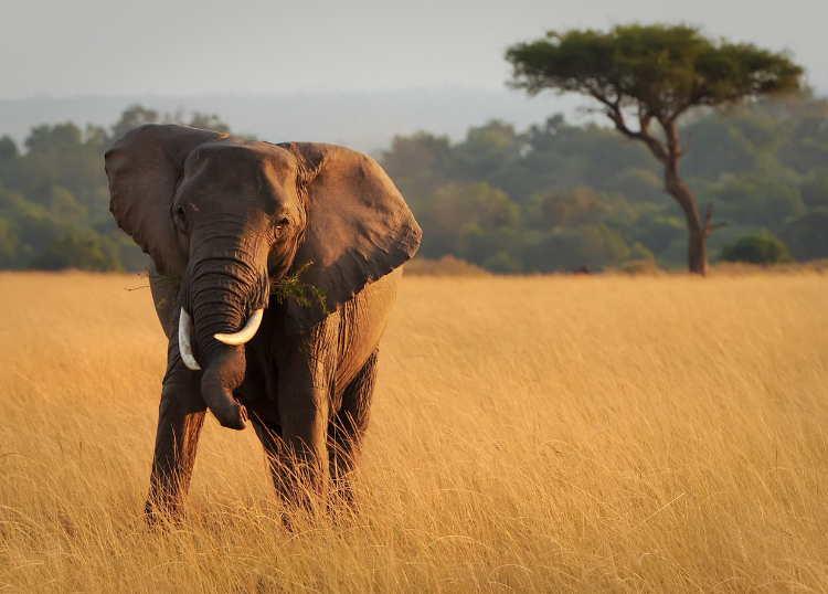 Wildlife Experiences Within Driving Distance of Major Cities