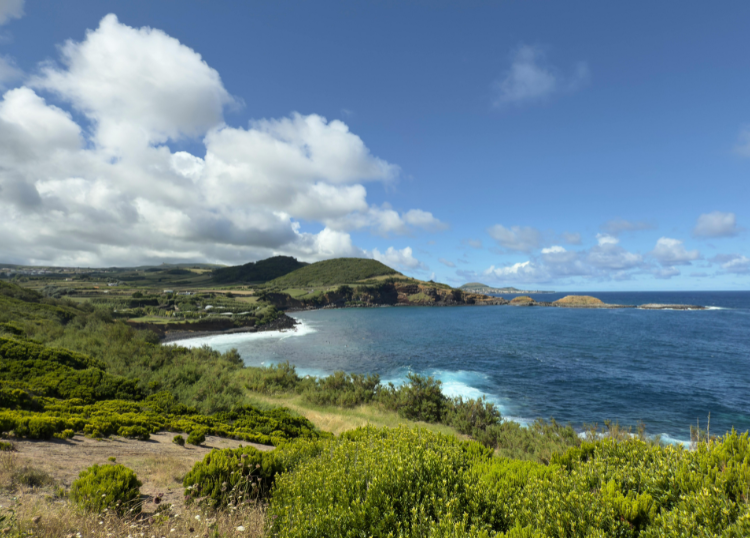 Where to See Marine Wildlife Along the Coast