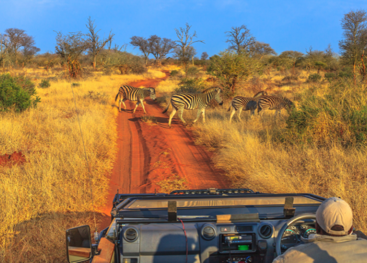 How Early-Morning Game Drives Differ From Evening Drives